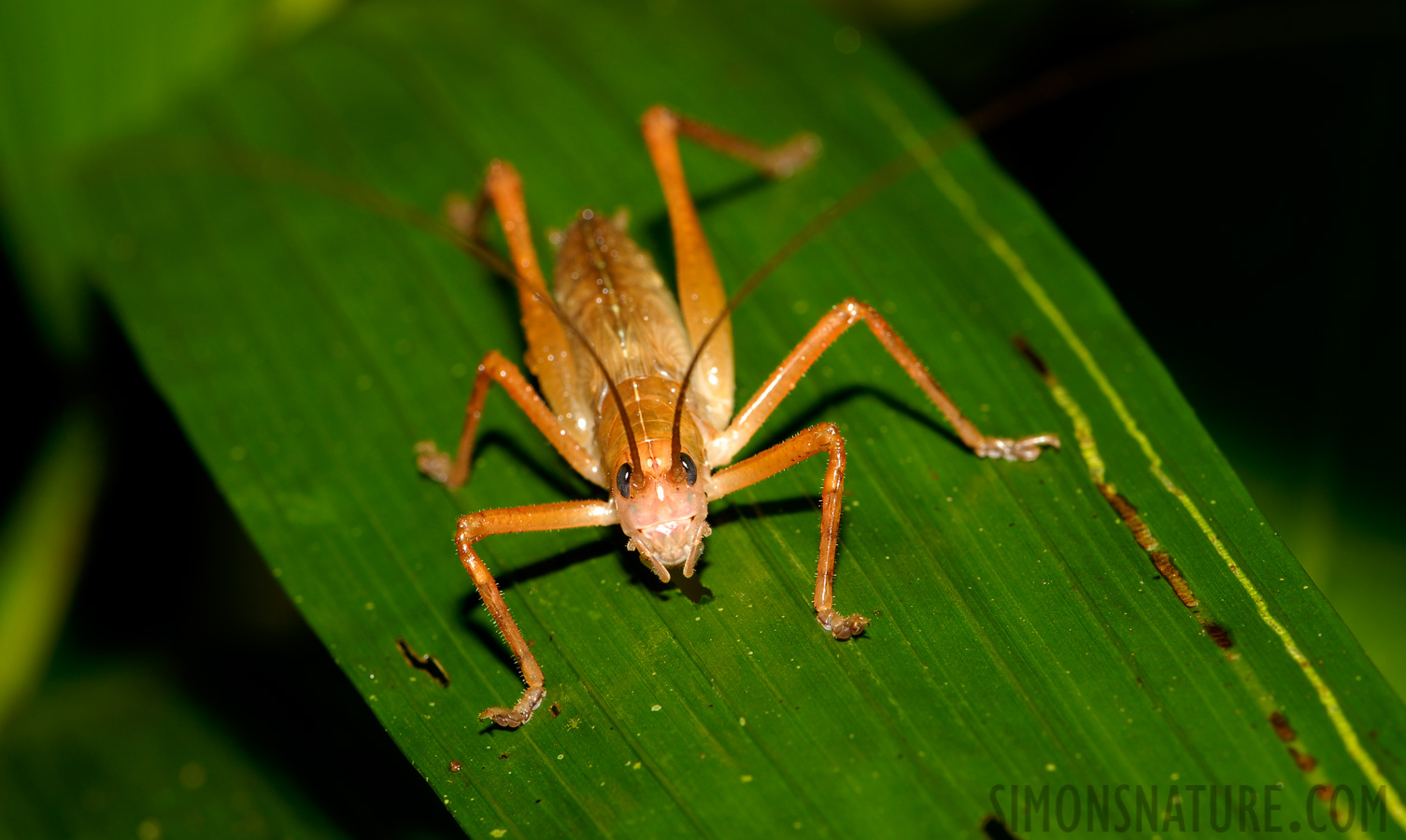 Melanonotus powellorum [105 mm, 1/60 Sek. bei f / 11, ISO 100]